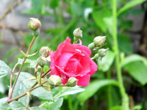 istockphoto 538811357 612x612 300x225 Plante : Les vertus de la rose musquée